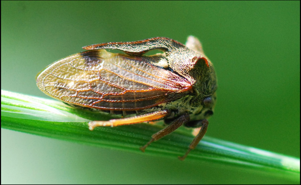 centrotus cornutus